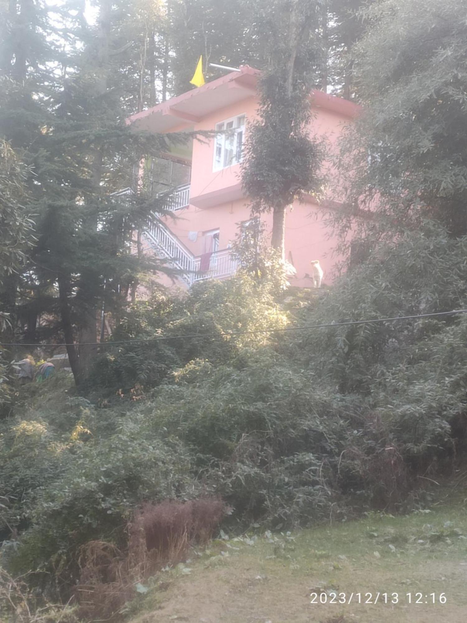 Tree Valley Homestay Chail ภายนอก รูปภาพ
