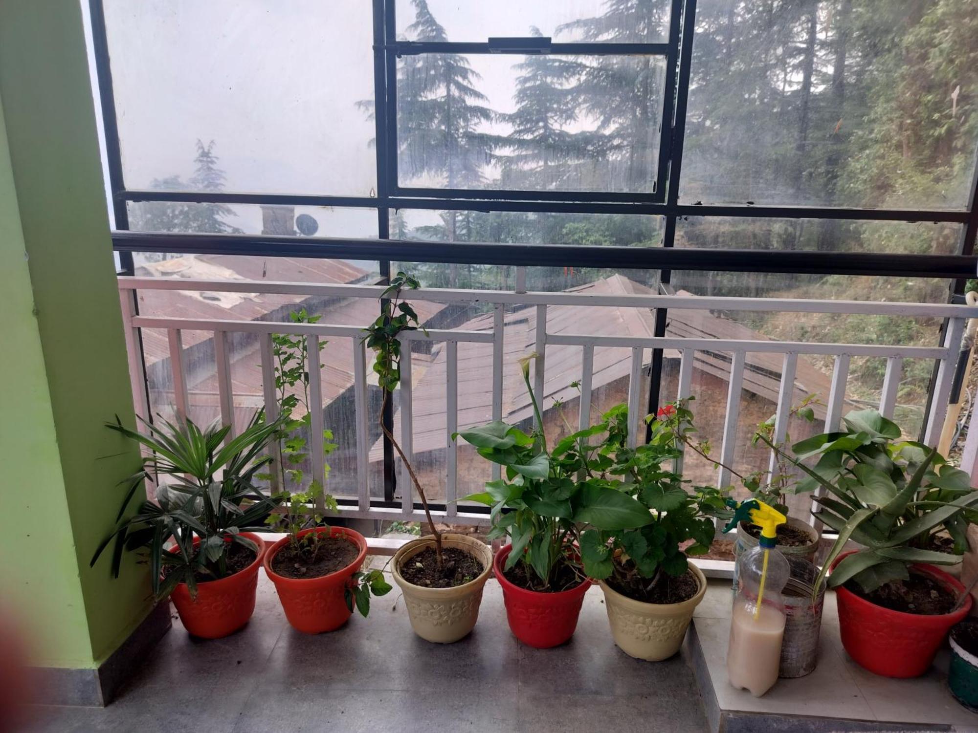 Tree Valley Homestay Chail ภายนอก รูปภาพ