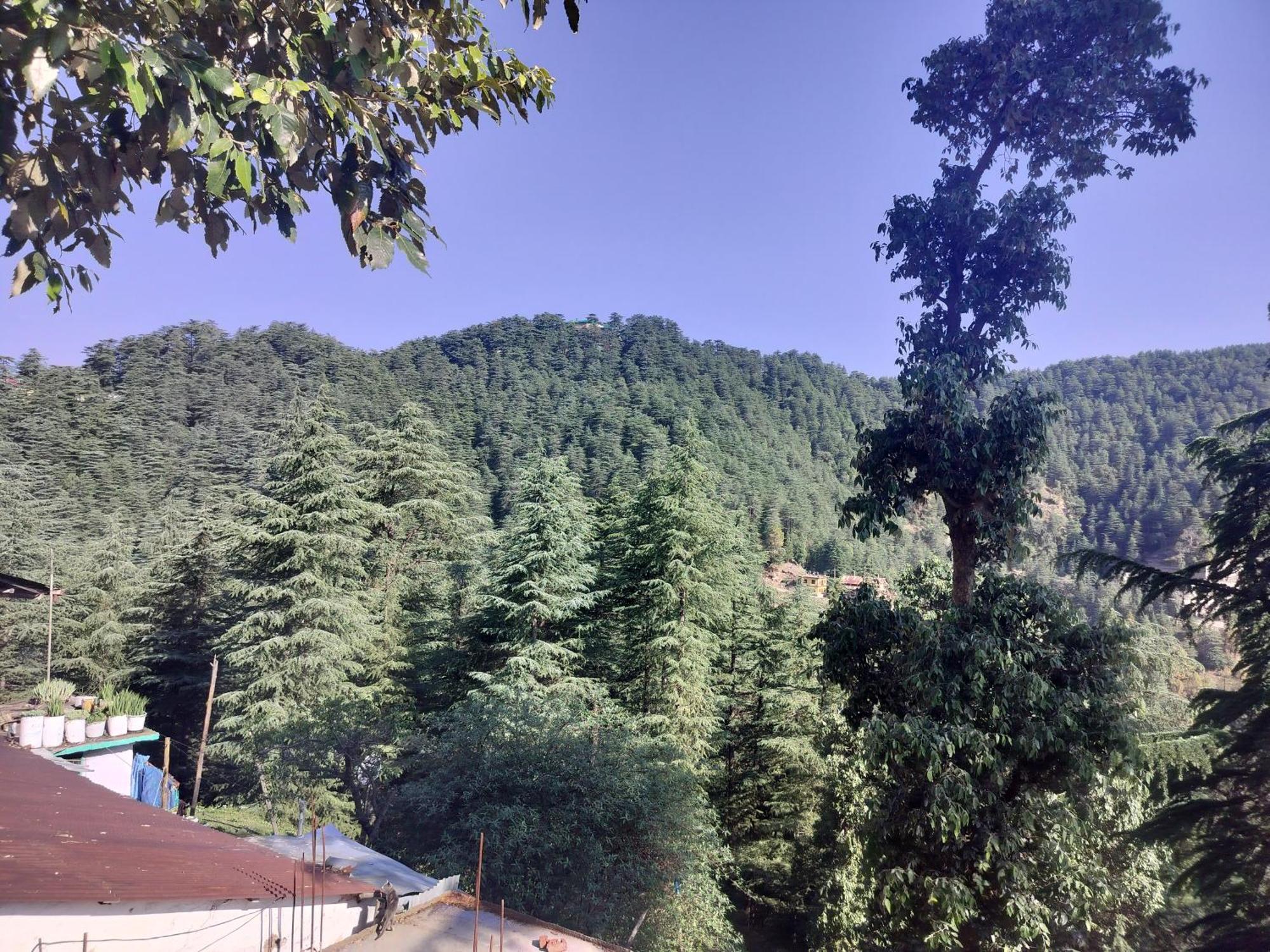 Tree Valley Homestay Chail ภายนอก รูปภาพ