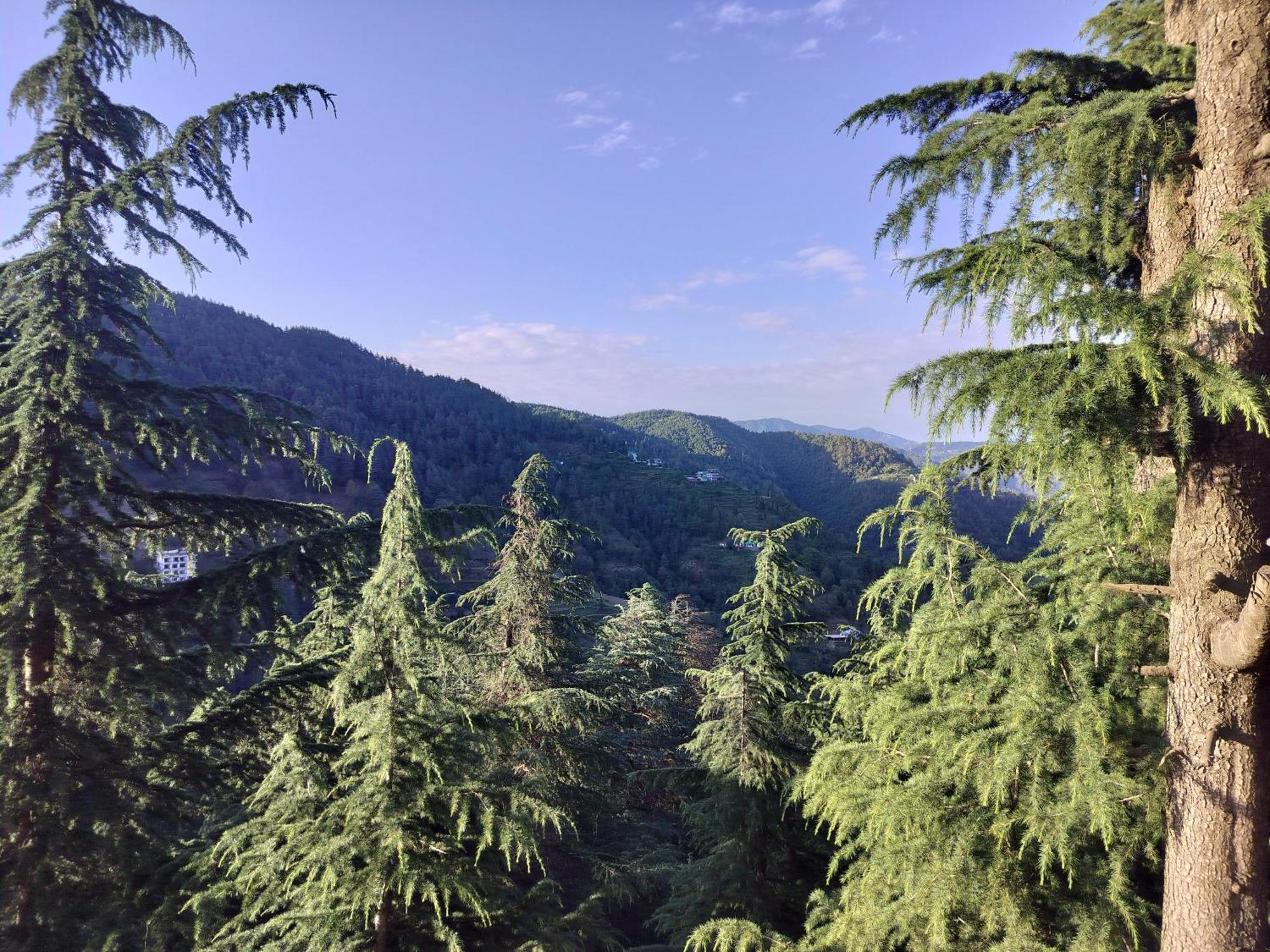 Tree Valley Homestay Chail ภายนอก รูปภาพ